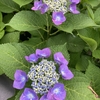 街角花暦　お家の花その後