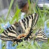 「春の女神」、ヒメギフチョウ次々誕生　栗山