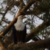 サンショクウミワシ(African Fish-Eagle)のペア