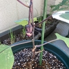 初心者の家庭菜園〜ナスの摘果〜