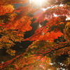 スナップ／紅葉、高円寺、日比谷公園ほか