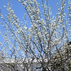 昨日桜がほころび始めたが今日は雨だ