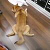 引越し　大詰め！？　まだまだ言い訳しながらやってます☆彡