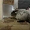 しろごまあん934日目