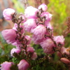 【植物の花の写真】カルーナ・ブルガリス；ツツジ科  Calluna vulgaris；　Ericaceae  2018年12月02日（日）鹿児島市自宅近所