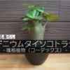 【アデニウム タイソコトラナム】個性的で愛着の持てる木のような塊根植物（コーデックス）
