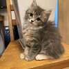 【このブログ限定の特別クーポン有り！】サイベリアンズを紹介するにゃ 15　【子猫販売中　購入お問い合わせはインスタかTwitterから】