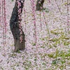 花日記～梅の名所　城南宮