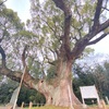 徳島県指定天然記念物「壇の大クス」