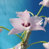 Dendrobium parishii f.coerulea