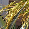 バケツ苗の稲刈り🌾🌾