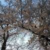 シダレ桜の名所 清雲寺 樹齢約６００年 エドヒガンザクラ ２０２１年 満開に？