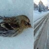 相次ぐ鳥の大量死/埼玉県