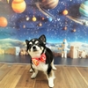 ★リンクくん★