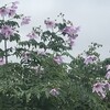 皇帝ダリア