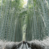 京都・嵐山『竹林の小径』 - 京都随一の絶景