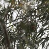 ジャコウインコ(Musk Lorikeet)