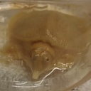 アルビノスッポンの飼育