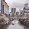 東京・目黒川沿いの桜