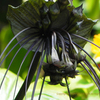 黒い花　タッカ・シャントリエリ　tacca chantrieri