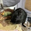 くろごまあん二世 145日目