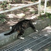 Cats living on the South Island.