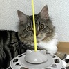 【猫】好きな物と好きな物を合体させても好きが増えるわけじゃないんだな