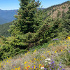 ハリケーン・リッジ（Hurricane Ridge）＠オリンピック国立公園に行ってきました！