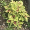 Coleus