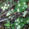 (439) Agrostis gigantea