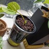 Coffee Break︰雲龍桑の成長と転売ヤー