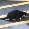 2019・7・10・水曜日・自分の近況をハガキで知らせる～♪