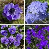 【実際に育ててみた！】花壇を彩る「青い花」のまとめ！（青紫・紫も含む）