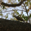 クロヒゲゲラ(Bearded Woodpecker)