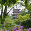 本土寺　紫陽花