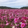 コスモスの里へ