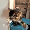 バレンタインかつおをプレゼント♪