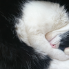 今日の黒猫モモ＆白黒猫ナナの動画ー９７５