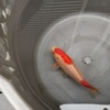 こんどは水カビ病？