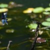 タイワンウチワヤンマと