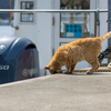 東北東部北離島のねこさん