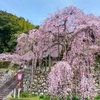 しだれ桜とドライブイン　ダルマ　桜を観ながら舞鶴へ