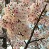 桜を見に行きましょう