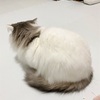 人間ドックってどんなんだろうー。猫は飼い主を良く見てるねって話⭐︎