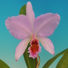 cattleya percivaliana f.concolor