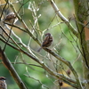 SONY RX10m4で野鳥を撮影