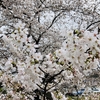 桜満開、香椎宮・宗像大社・鎮国寺・名島城跡の臥龍桜