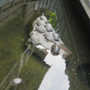 成田山川越別院⑤　亀の池
