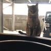 そ、、、その耳は！？