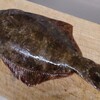 甘ガレイ（アマテガレイ）など